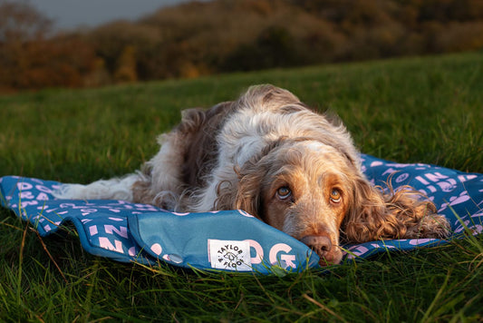 Spaniel relaxing on a dog training settle mat with padded comfort and non-slip design