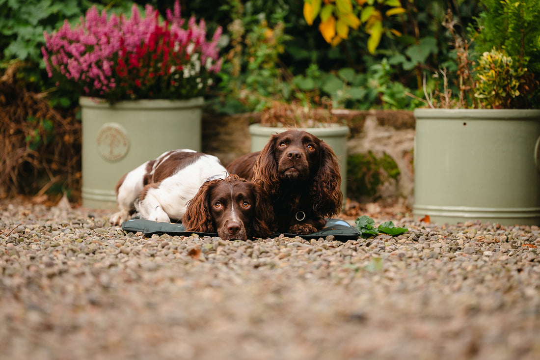 Perfect for dog parents looking for pet-friendly places in London, complete with tips for bringing a settle mat for extra comfort.