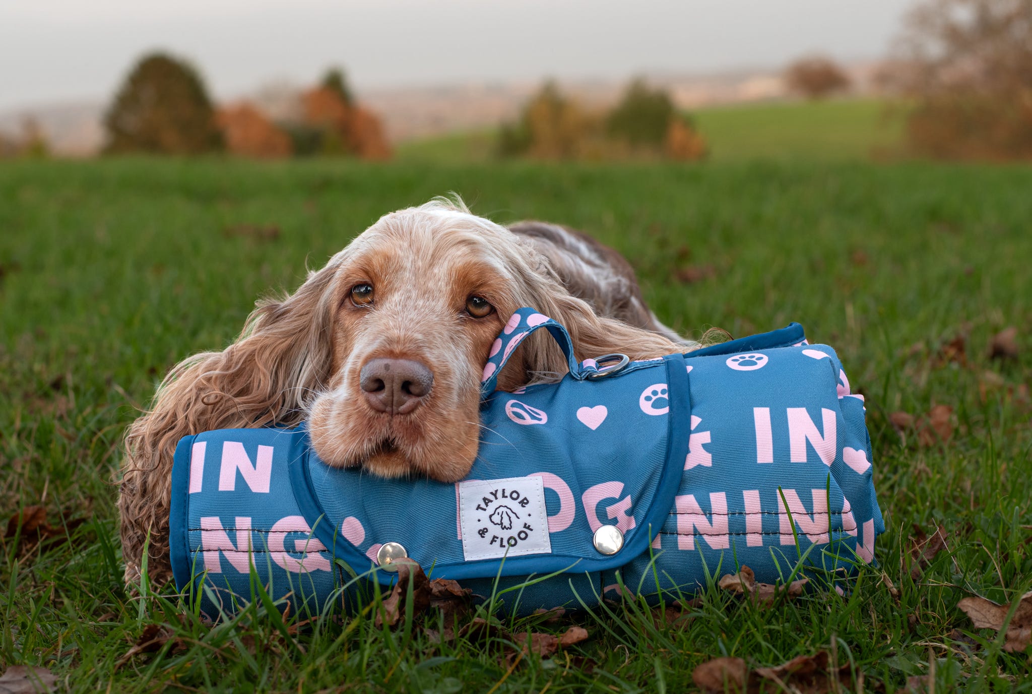 Dog in training settle mat also known as a travel mat. Perfect size of spaniels. 