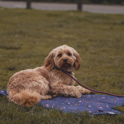 Space-themed Canine Cosmos settle mat for dog training, with pink stars and a cockapoo demonstrating its use.