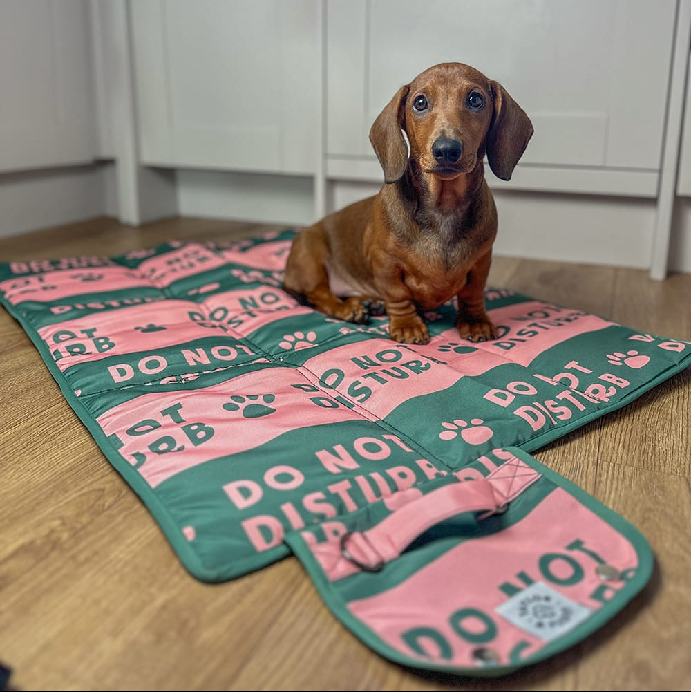 Sausage dog relaxing on a Do Not Disturb settle mat – ideal for travel and training.