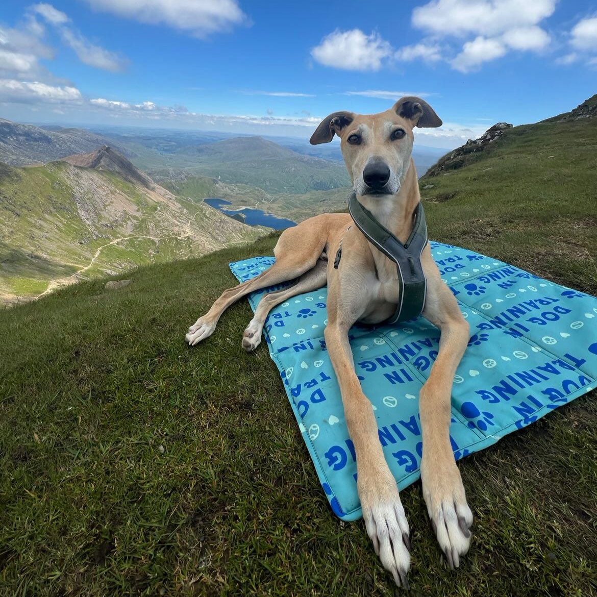 Taylor and Floof’s settle mat dog training essential, featuring the Dog in Training print and durable construction.