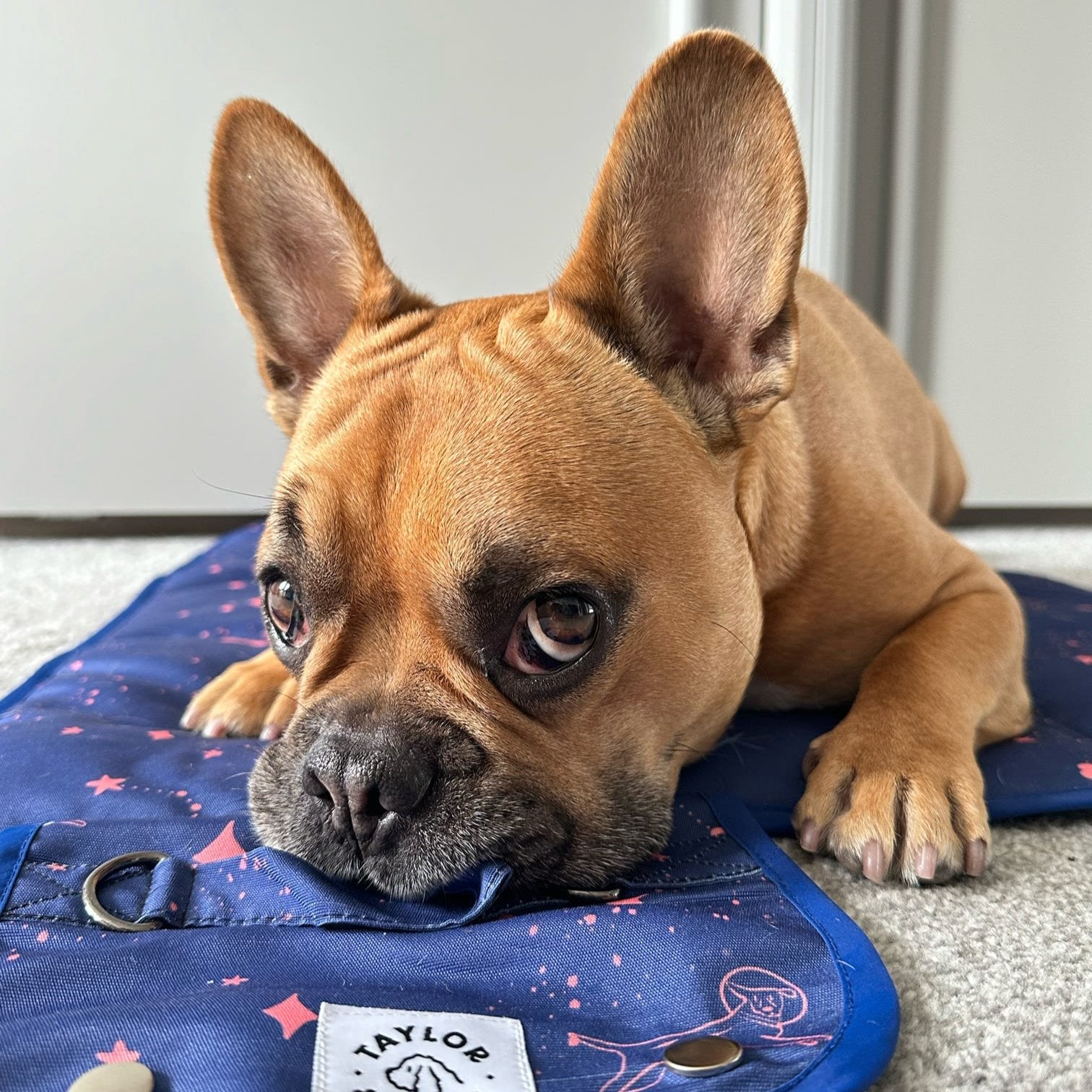 Taylor and Floof’s settle mat dog training essential, Canine Cosmos print with a French bulldog enjoying the mat.