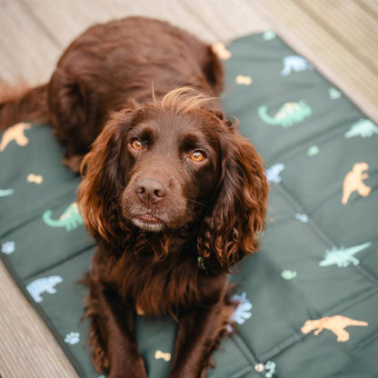 Settle mat training with Jurassic Bark design. Taylor and Floof dinosaur settle mat for dogs