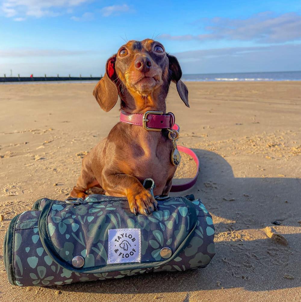 Settle mat for dog training in the UK, Evergreen design with a calming green floral print ideal for puppies and dogs. Training settle mat for dogs with Dark Green Floral Print, made to create a safe, relaxed area during travel or home routines.