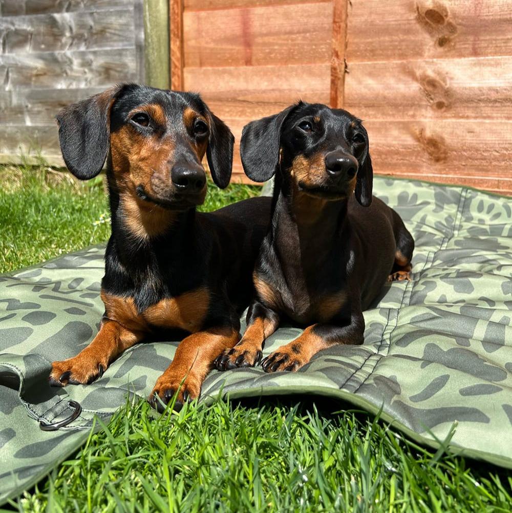 Settle mat dog training tool with a jungle-inspired design, perfect for puppies and working dogs. Small settle mat perfect for sausage dogs.