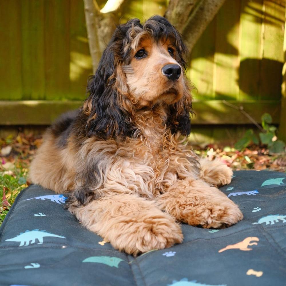 Puppy settle mat with dinosaurs. Taylor and Floof travel settle mat for dog training in dark green.