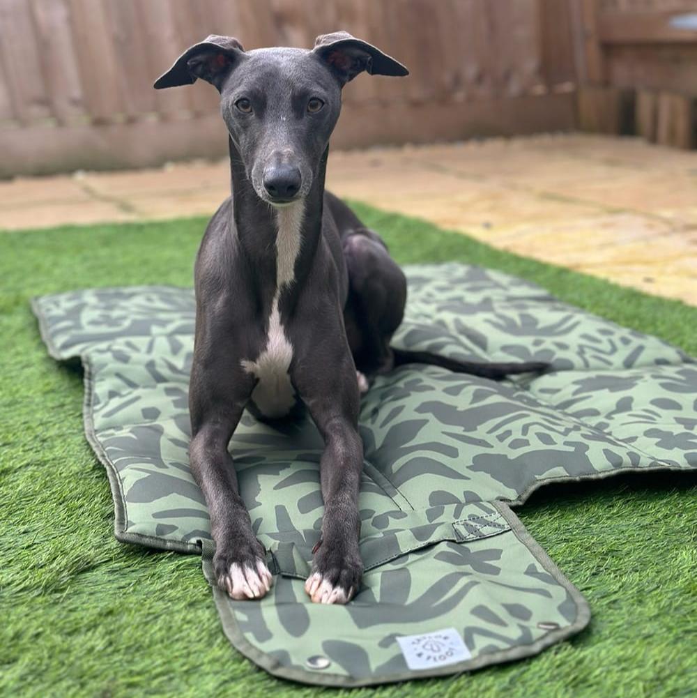 Taylor and Floof settle mat in Jungle Pup design, helping dogs and owners with settle mat training.