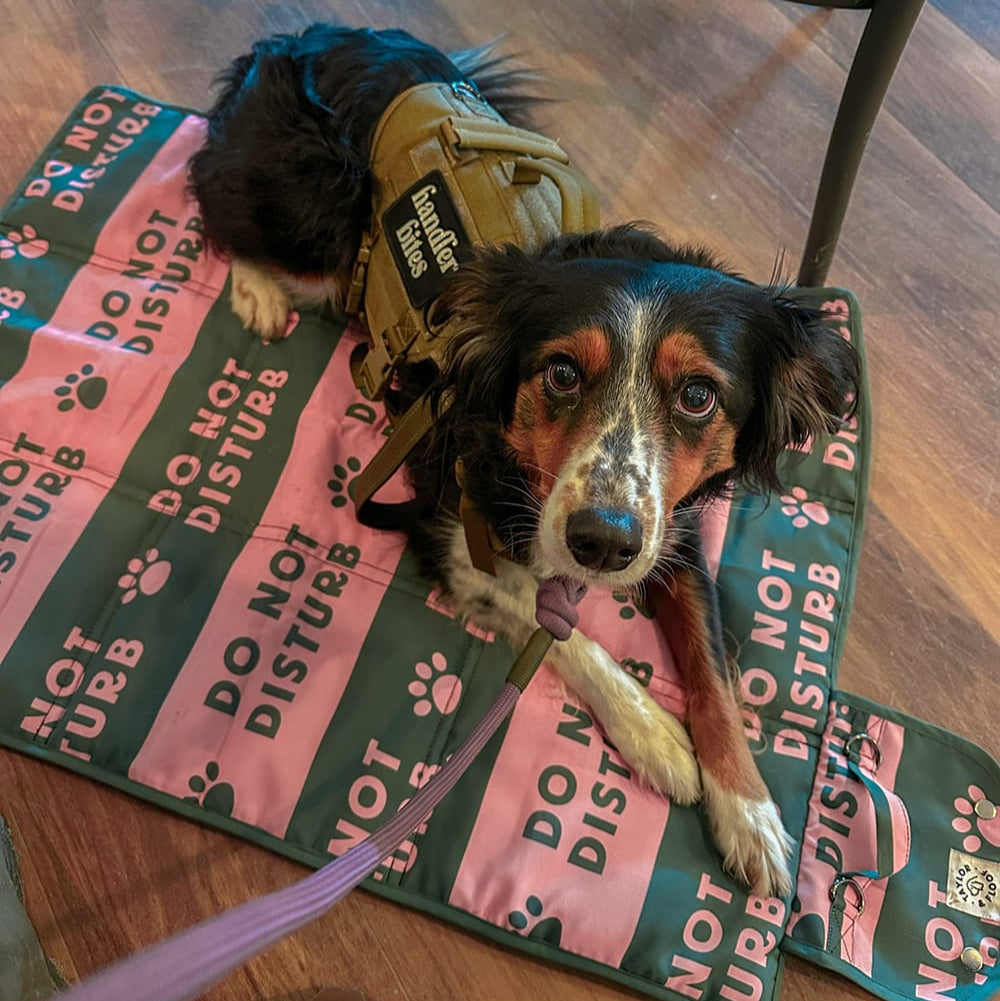 Taylor and Floof Do Not Disturb settle mat supporting a rescue dog at a café.
