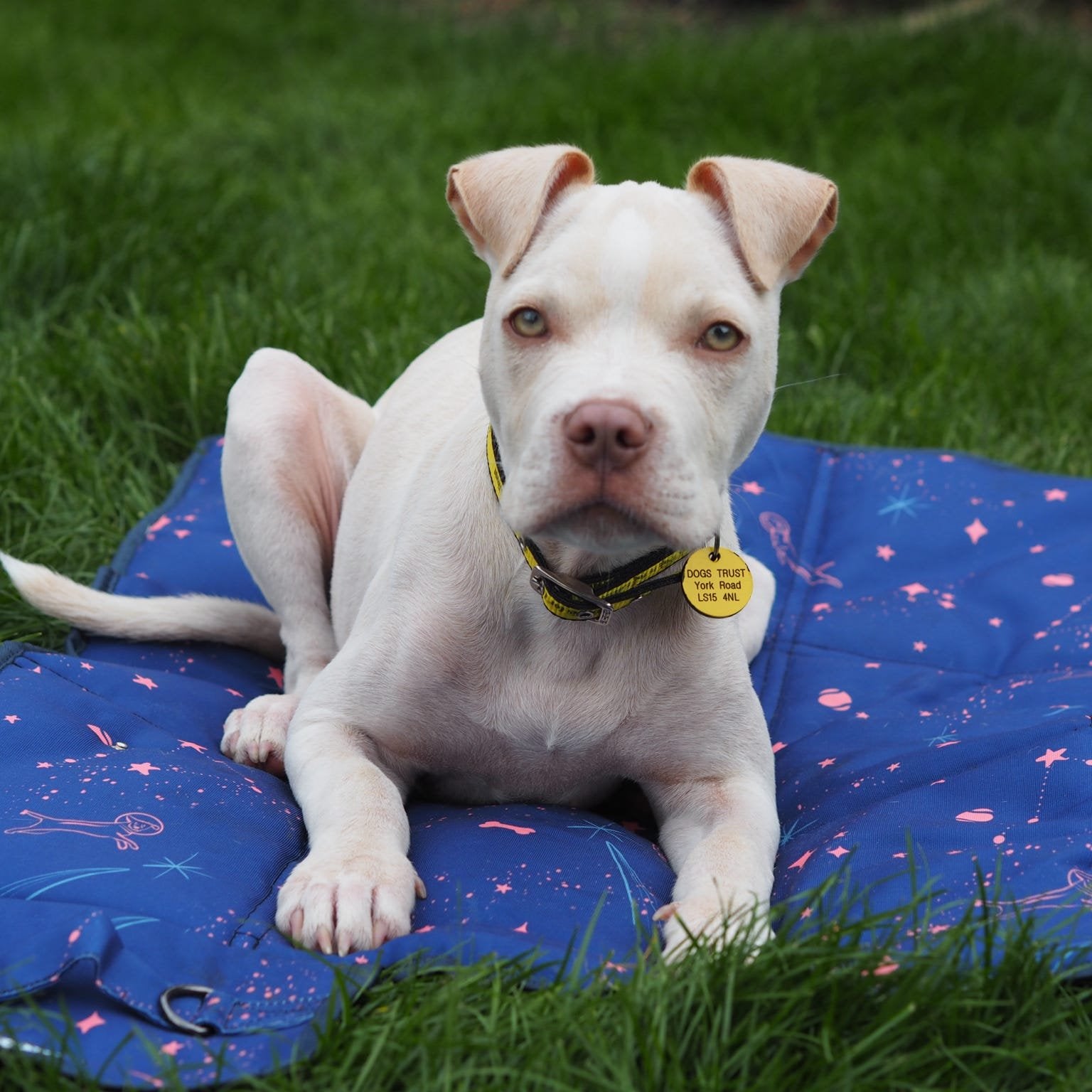 Dark blue Canine Cosmos dog settle mat for puppy training, featuring stars, pink details, and astronaut dog illustrations.