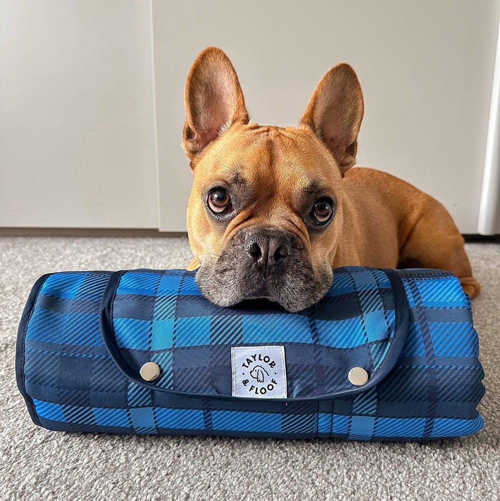 French bulldog laying on settle mat for dogs called Highland Hound. Blue tartan settle mat for dogs called Highland Hound, ideal for training and relaxation.