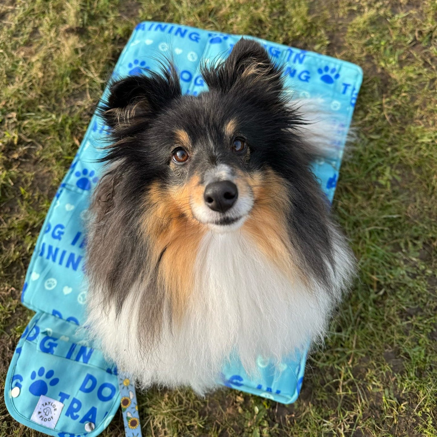 Settle mat for dog training in the UK, featuring the Dog in Training mat ideal for assistance dog skills. Blue dog in training settle mat design by Taylor and Floof. Messaged based travel mat for dogs.