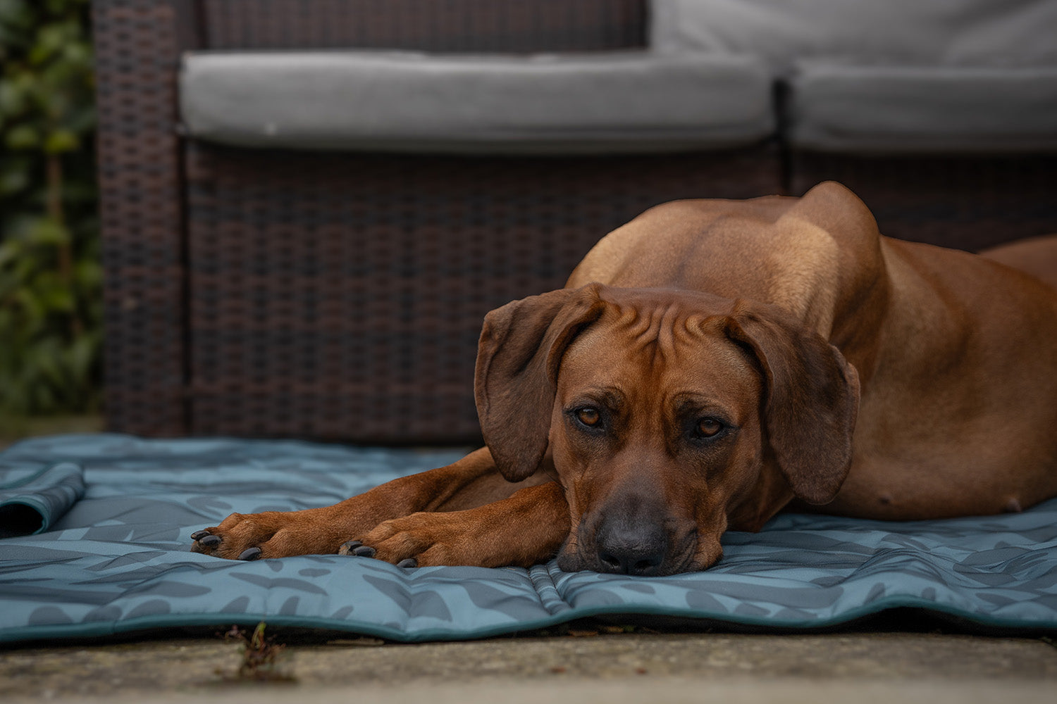 Dog using settle mat at home or during training session. Ridgeback laying on a Taylor and Floof XXL Settle mat. In the Leaf me alone pattern which is a dark teal design with leaves. 